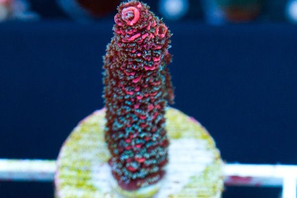 Kraken в россии